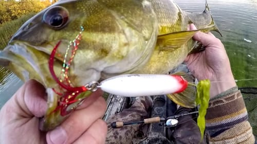 EVERYTHING Wanted The Topwater Action!