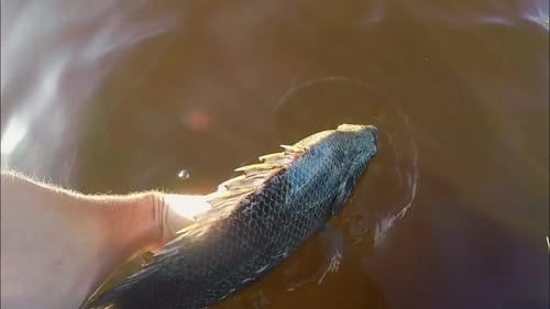 Releasing One of the Best Tasting Fish in the Ocean
