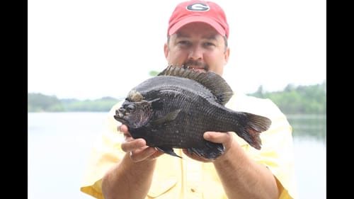 2lb bluegill, 2 1/2lb bluegill KFS