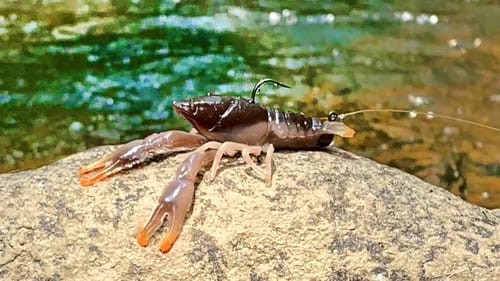 Fishing Crawfish For Ferocious Creek Predators!!!