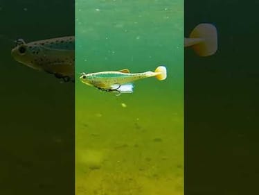 This things looks GOOOOOD 😋 Featured: Biwaa Multi-Speed Harnessed Swimbait
