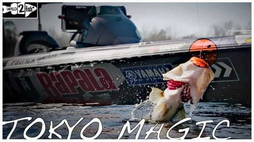3 Tips for Finding Spring Bass Around Beds