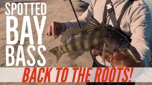 Fishing for Spotted Bay Bass from the Shore - Back to the Roots