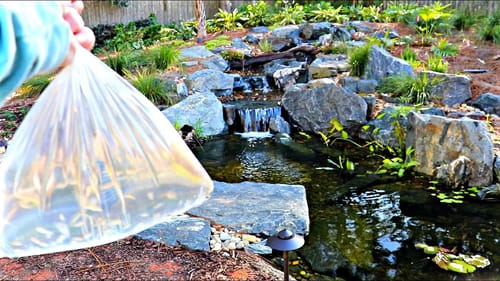 Stocking Baby Tilapia in the Bass Pond!!