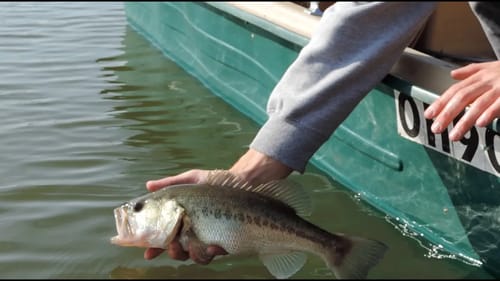 Bass Fishing Summer and Fall Periods -- Transition Pt. 1