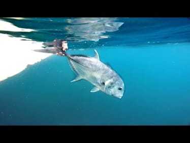 Catching The FEROCIOUS Bird Eating Fish  -- (Komodo Chaos Pt.2)