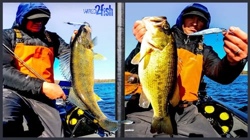 Why Jerkbaits Are My Favorite Lure | Bass and Multi-species
