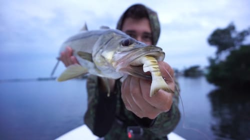 Insane Swimbait Thump