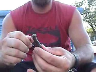 Request Vid: Rigging the Rage Tail Anaconda