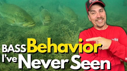 MUST WATCH Bass Behavior You Haven’t Seen