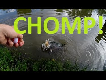 Caught An Angry Snapping Turtle While Fishing
