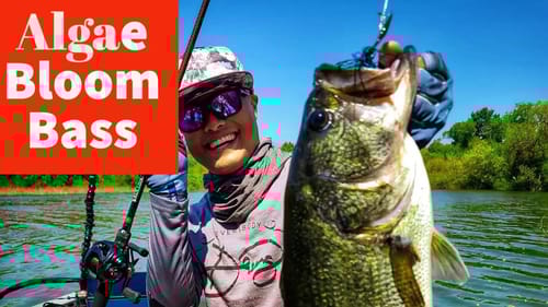Post Spawn algae Bloom Bass Fishing with the Boys