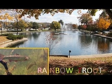 TWRA STOCKED our Local Pond with RAINBOW TROUT