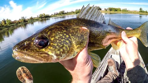 Multi-Species Fish Catchin' Session!