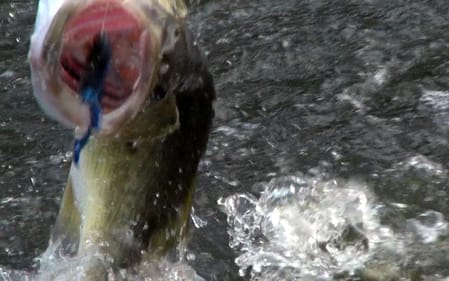 Ribbit Frog Topwater Bass Fishing in the Fall