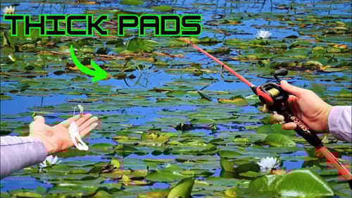 Fishing THICK PADS In 2nd BASS TOURNAMENT of the YEAR!!!