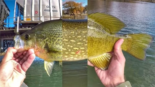 Fall Fishing Multispecies Action