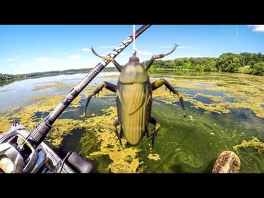 Do Bass Eat Roaches???