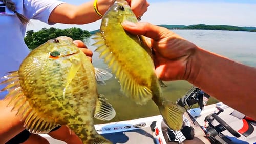 Catching MONSTER Shellcrackers (Redear) on Lake Guntersville! (Summer Bluegill Fishing)
