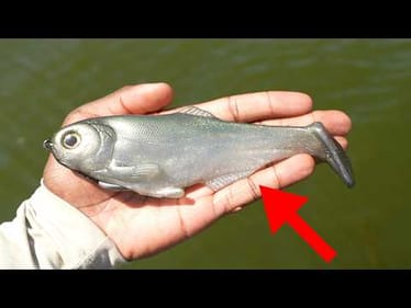 This Is The ONLY Swimbait You Need To Catch Big Fish All Year Round!