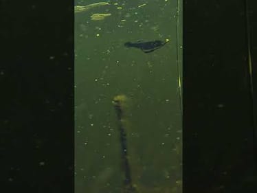Rapala CrushCity Mayor | Great Swimbait