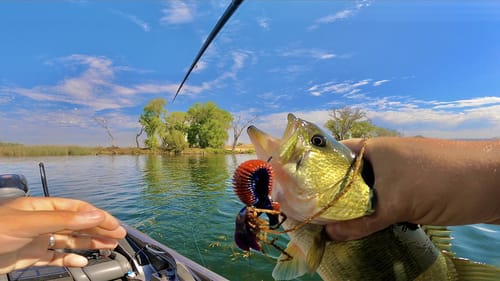 Grass Fishing for Stubborn Late Summer Bass in Northern California