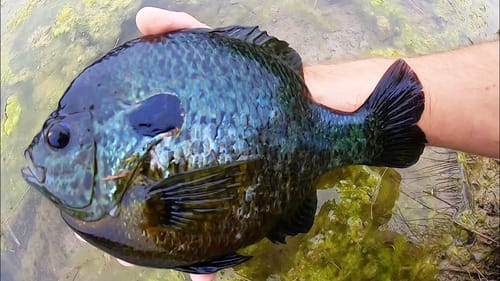 The BIGGEST BLUEGILL IVE EVER SEEN!!