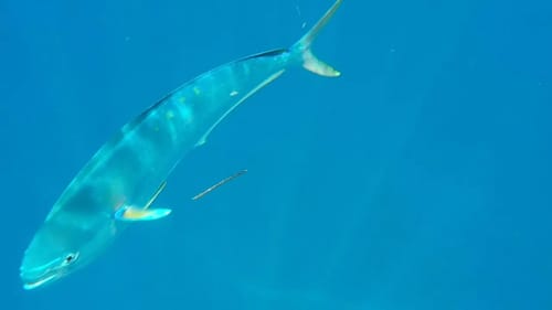 Bahamas Vlog Pt 1 - Grouper, Snapper, Sharks and Dolphin