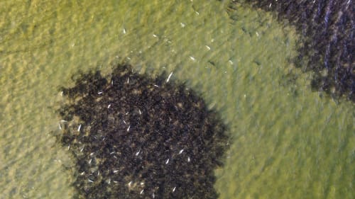 Uncut Aerial Footage Texas Freeze Fish Kill Event