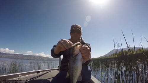Swimjig vs Underspin Challenge