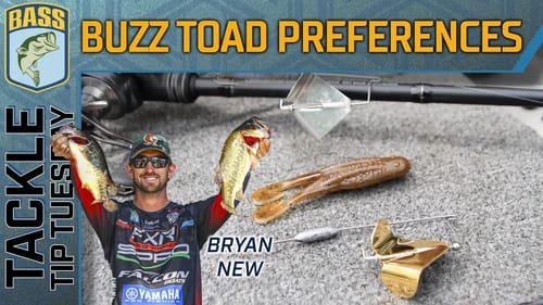 Imitating baitfish with a BUZZ TOAD