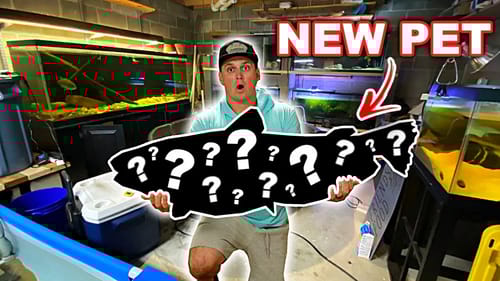 New MASSIVE Pet Fish is TOO BIG for Any Aquarium!!! (BAD IDEA)