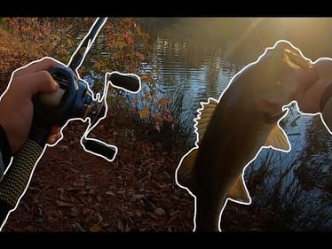 Big fall BASS in Small Neighborhood Pond.