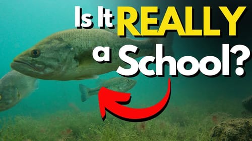 WHY Bass Group Together - Underwater Footage