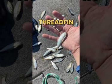 Can we catch a fish on live Shad? #fishing #fishingvideos