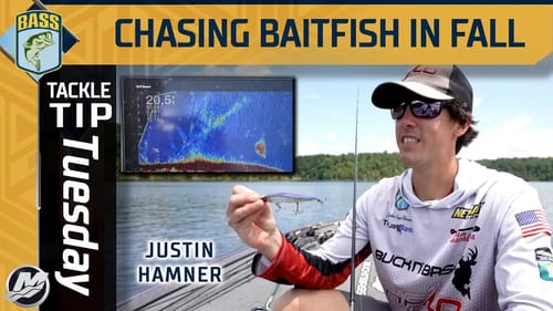 Chasing BAIT to find the BASS in Fall