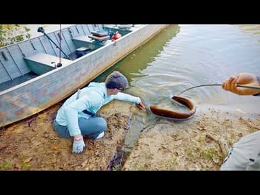 Shocked By Electric Eels Fishing The Amazon Rainforest