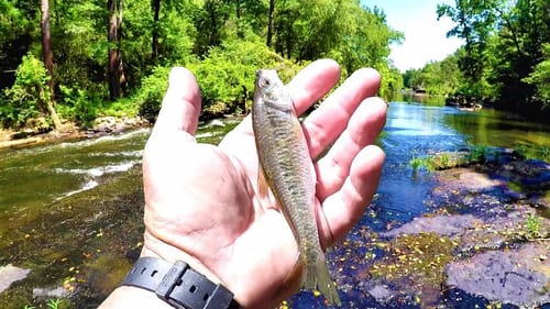 Creek Fishing With The Natural Swimbait (CRAZY FISH BATTLES!)