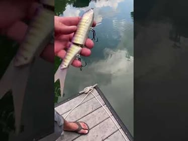 Swimbait Review- Illude SCF1