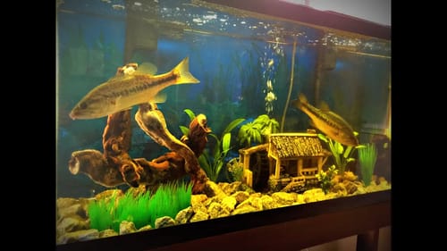 Mission to Catch a Pet Bass for My Aquarium