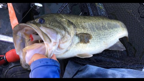 Epic Topwater Frog Fishing(5 fish for 30lbs)