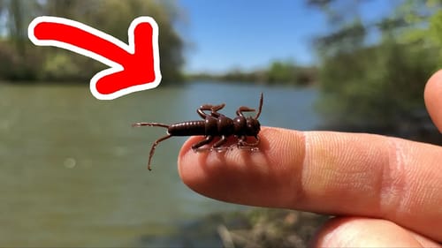 TINY Weird Lure = MONSTER Fish!!! (NEW PB)