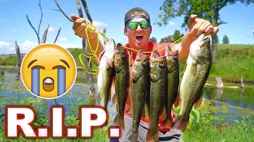 I Had to Remove HARMFUL Nuisance Bass that are WRECKING My Pond...