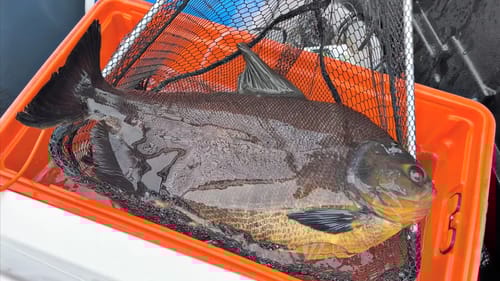 CATCHING MASSIVE EXOTIC PET FISH for BACKYARD POND!