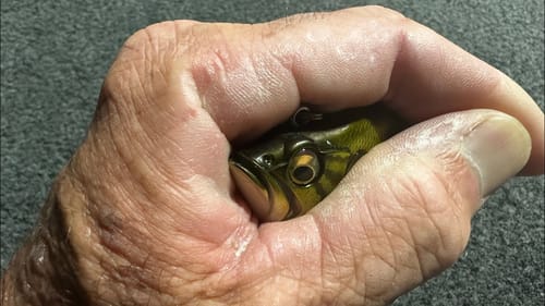 The Best Lure To Catch Big Bass On In November…(98% Will Guess Wrong)