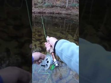 Fly fishing INSANE stream loaded w/ trout! (Fly Fishing NC) #shorts