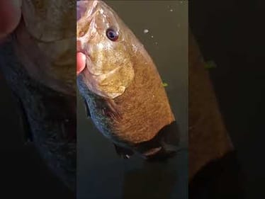 Susquehanna Gold 🥇