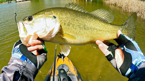 Bass Boats Can't Go Here! Lake Chickamauga Kayak Bass Fishing!