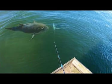 DROPPING a BAIT on this MONSTER was INSANE!!!