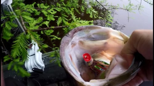 Shad Spawn Fishing - Toad Dangling Frogs for Big Topwater Bass